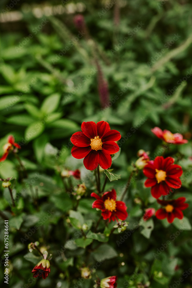 Beautiful dark red dalia flowers, summer mood, flowery, beauty. Beautiful dark red dalia flowers, summer mood, flowery, beauty.