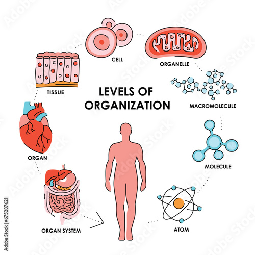 Organisation in organisms color line  diagram.