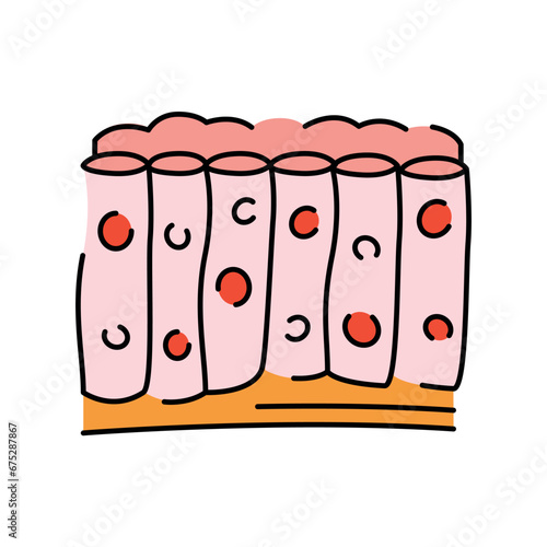 Tissue color line icon. Organisation in organism.