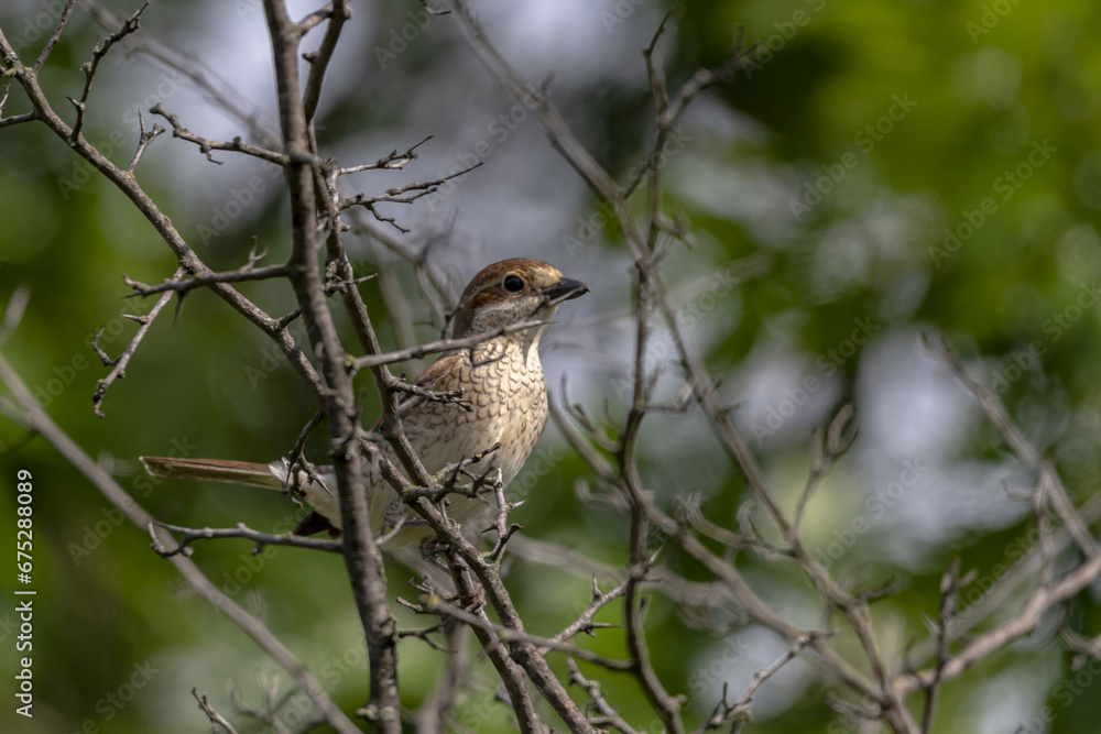 Bird looking around in woodland, Red-backed Shrike, Lanius collurio Bird looking around in woodland, Red-backed Shrike, Lanius collurio