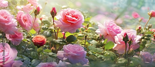 The garden bloomed with natural beauty showcasing a vibrant display of colorful flowers including stunning pink roses in the warm embrace of the summer season bringing out the true essence 