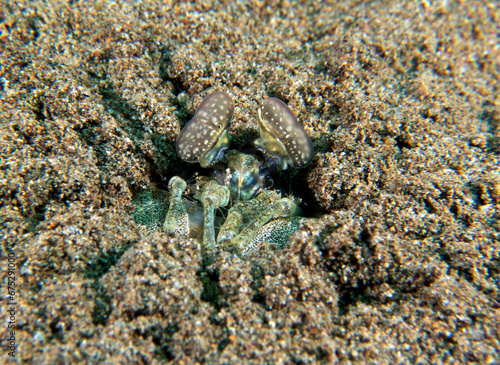 A closeup view of a Spearing Mantis Shrimp Dauin Philippines