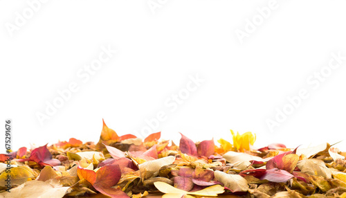 autumn leaves border on white background 