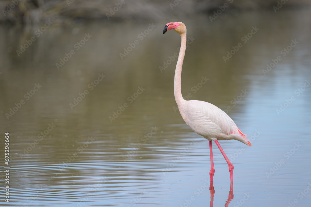A Greater Flamingos standing in the water