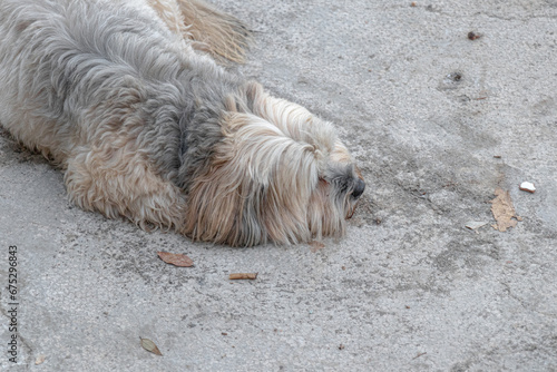 sad tibetan terrier dog lying on a concrete beach by the sea photo