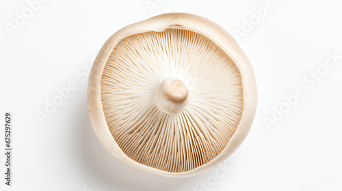 Champignon mushroom