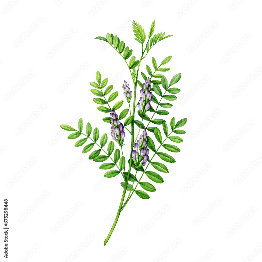 Licorice herb stem with leaves and flowers. Watercolor painted