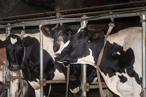 Expressive dairy cows in stall photo
