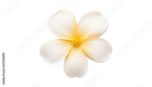 white flower isolated on transparent background cutout photo