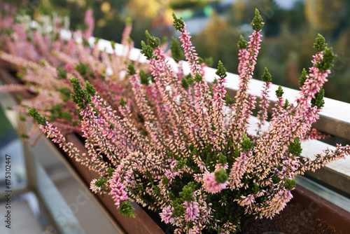 Blooming heather plant in the autumn growing on the balcony