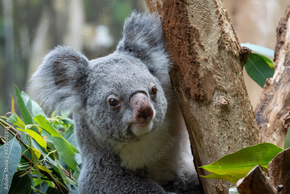Koala Woodlands Colour
