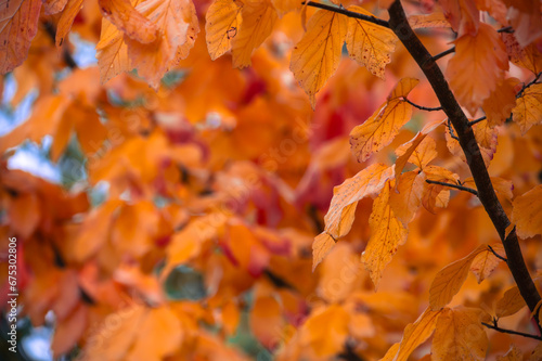 Colorful autumn leaves