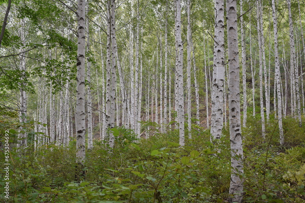 Obraz premium Birch forest in Korea