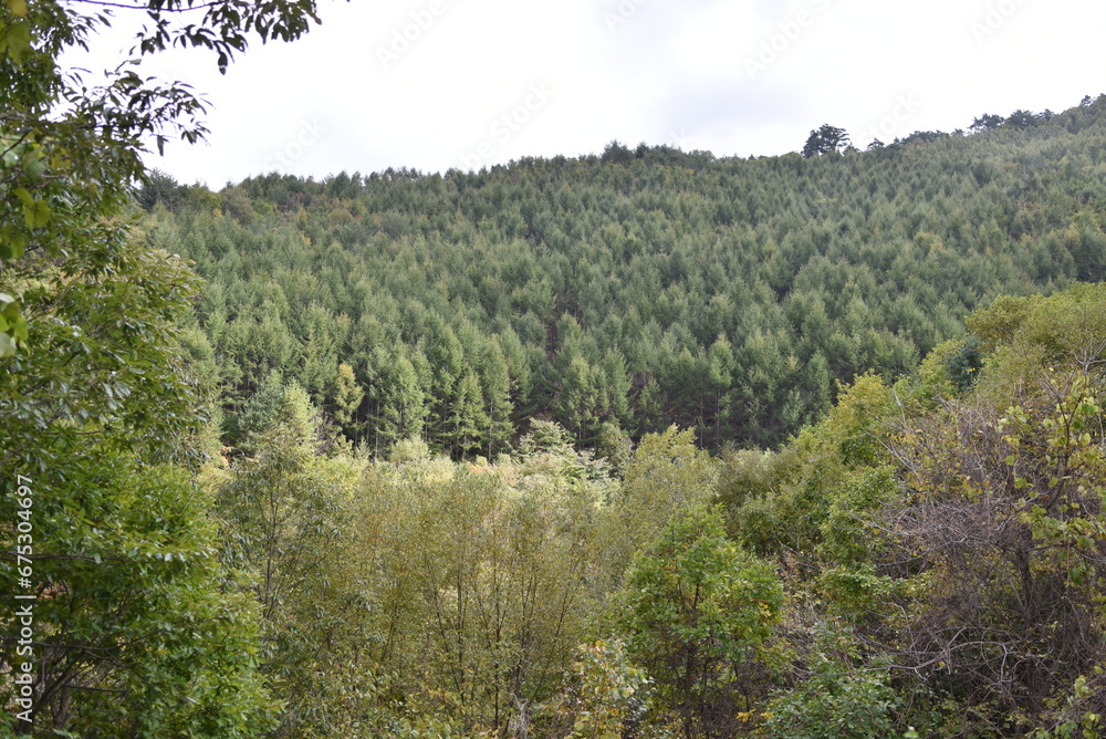 Fototapeta premium Perennial trees in Korea on an autumn day