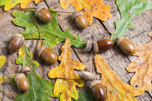 Autumn composition with acorns and oak leaves on the wooden table