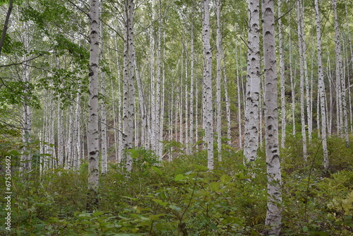 Birch forest in Korea