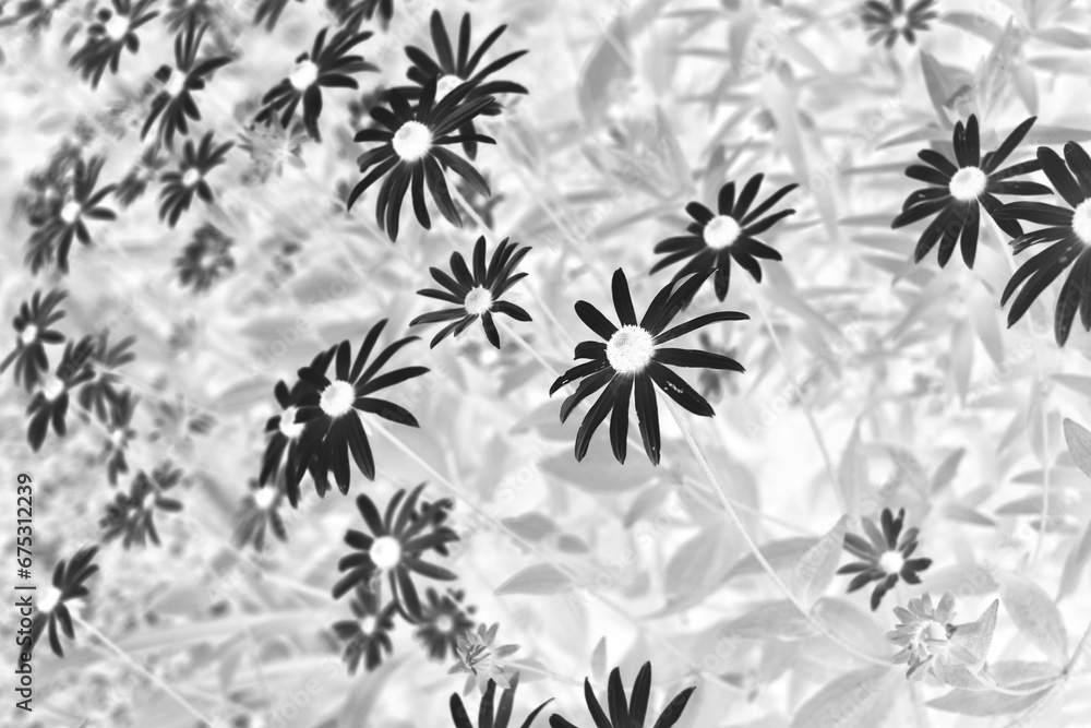 Obraz premium Beautiful summer wildflowers growing in the meadow in a black and white film negative.