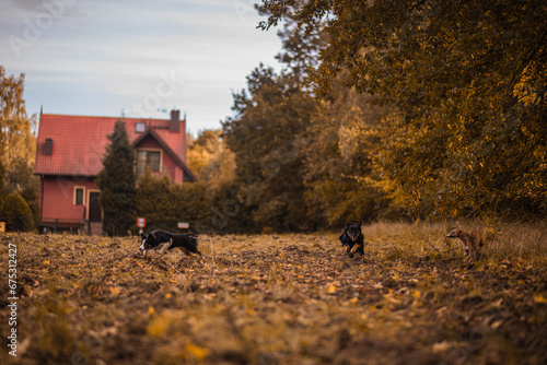 Fototapeta Naklejka Na Ścianę i Meble -  Dwa czarne psy bawią się razem na polu obok jesiennego lasu