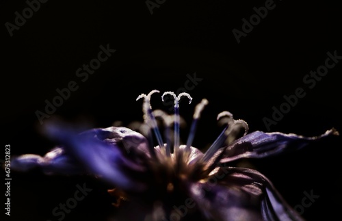 Closeup of a purple flower on a dark background