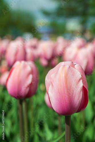 Pink tulips on the green background