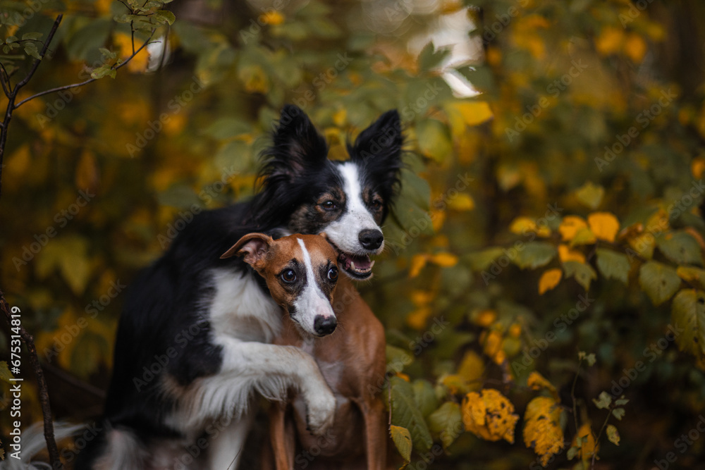 Dwa psy border collie i whippet przytulają się w otoczeniu jesieni