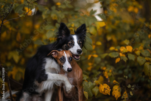 Fototapeta Naklejka Na Ścianę i Meble -  Dwa psy border collie i whippet przytulają się w otoczeniu jesieni