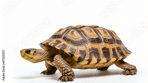 Hermann tortoise turtle photo