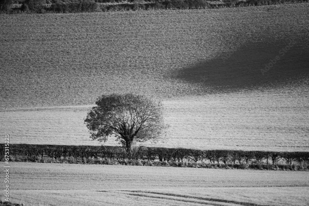 Lone Tree in the Countryside, Black and White