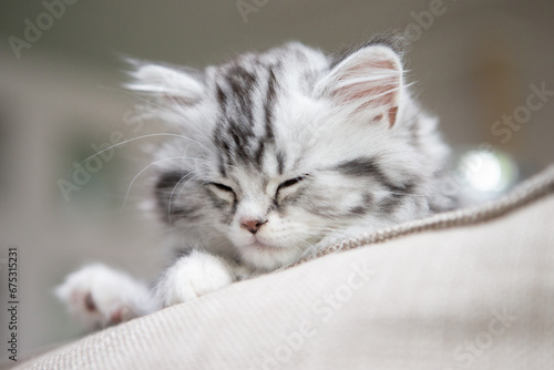 langhaarige kleine Katze schläft auf dem Sofa im Wohnzimmer in natürlich wohnlicher Umgebung photo