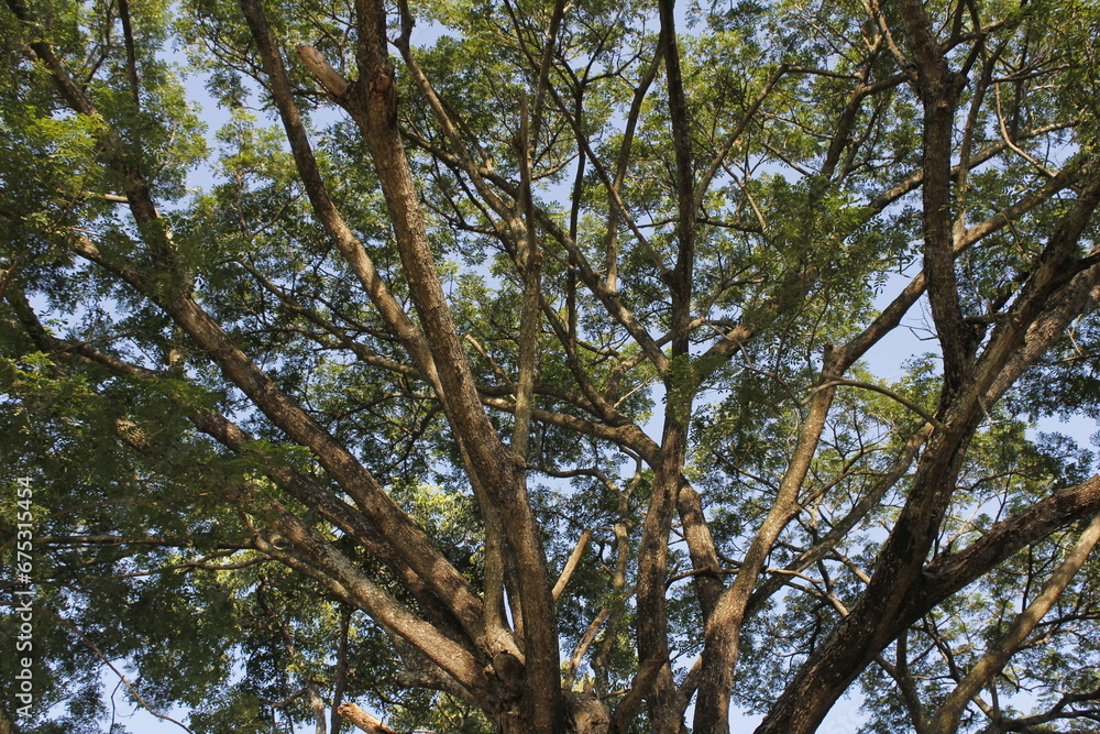 Fototapeta premium branch , tree , forest , natural