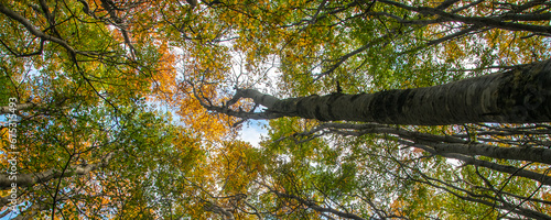 Big tall trees landscape, tierra del fuego, argentina photo