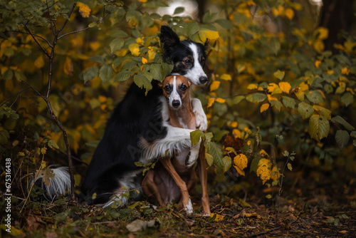 Dwa psy border collie i whippet przytulają się w otoczeniu jesieni