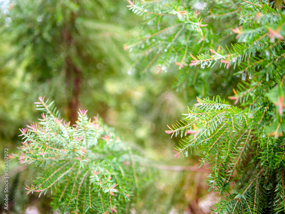Abstract background of a green pine tree Christmas natural bokeh, Beautiful abstract natural background. Defocused blurry sunny foliage of green pine trees Christmas background. Abstract background of a green pine tree Christmas natural bokeh, Beautiful abstract natural background. Defocused blurry sunny foliage of green pine trees Christmas background.