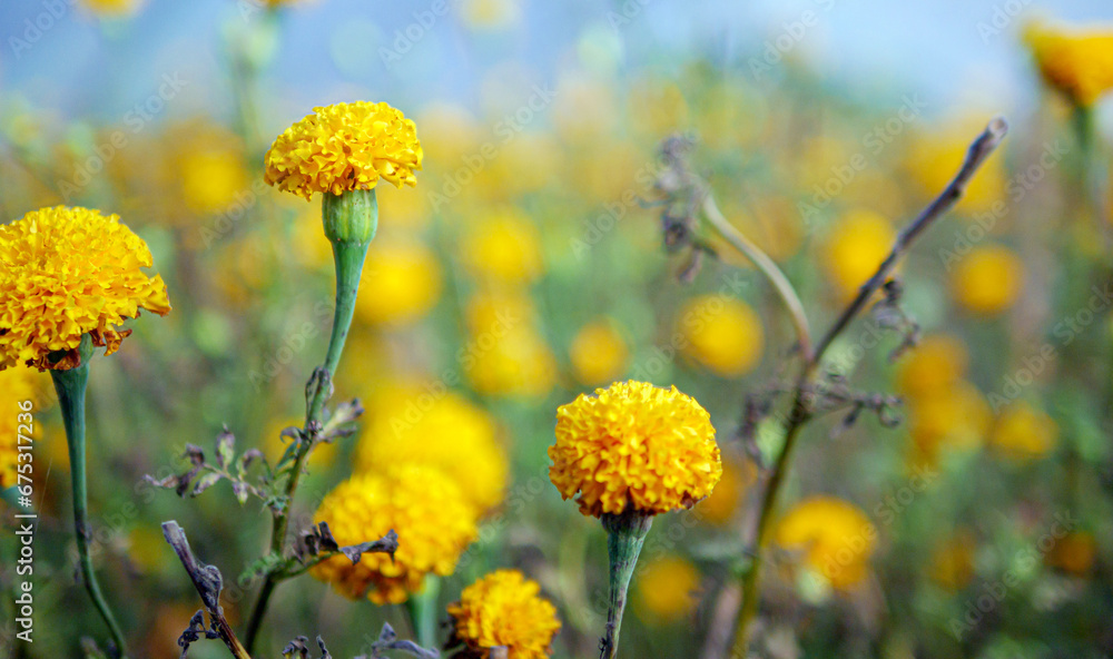 Obraz premium Beautiful orange marigold flowers in the field, Booming yellow marigold flower garden plantation in morning, close-up