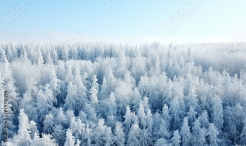 A Serene Winter Wonderland With Majestic Trees and Glistening Snow