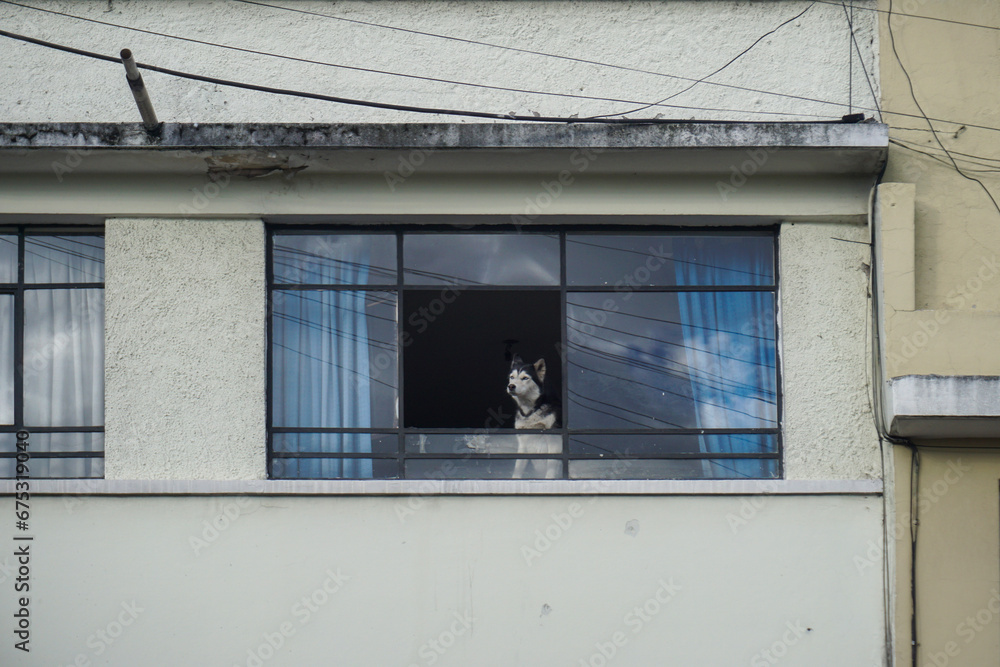 Dog looking out of the window of an apartment building in the city Dog looking out of the window of an apartment building in the city