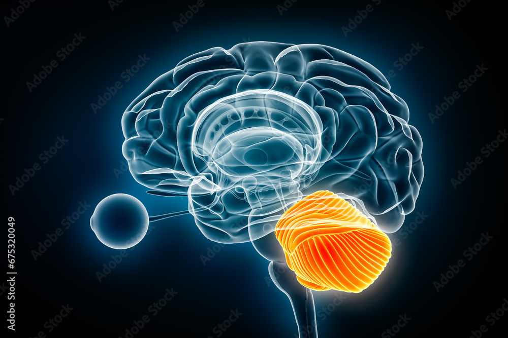 Cerebellum x-ray view 3D rendering illustration. Human brain and ...