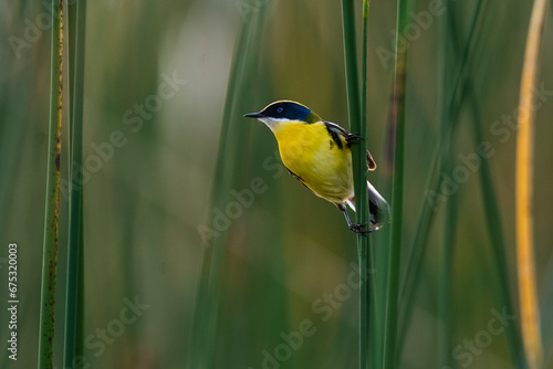 Canvas Print Many coloured rush tyrant , La Pampa Province, Patagonia, Argentina