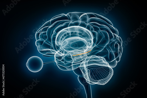 Foto Dentate gyrus x-ray view 3D rendering illustration