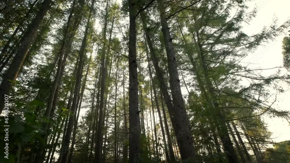 Bottom view of pine trees in green forest in nature. Move camera. Wide view Bottom view of pine trees in green forest in nature. Move camera. Wide view