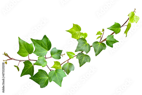 Fototapet ツタの葉の切抜き（png背景透過）