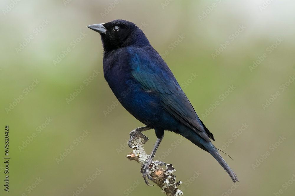 Shiny cowbird in Calden forest environment, La Pampa Province, Patagonia, Argentina. Shiny cowbird in Calden forest environment, La Pampa Province, Patagonia, Argentina.