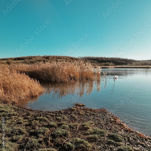 Beautiful scene featuring a swan peacefully floating on a lake in the early morning sunlight