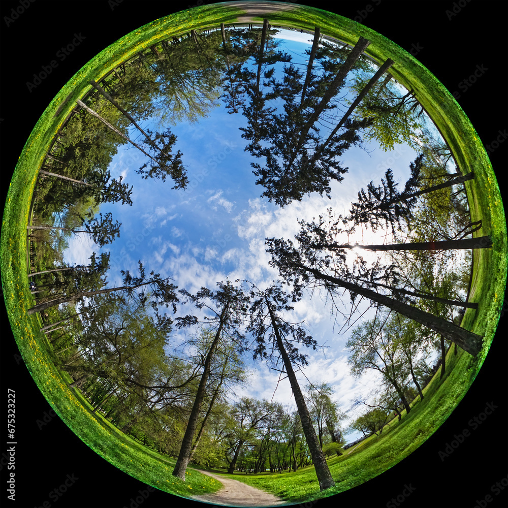 Ταπετσαρία Tall trees in a city garden or forest - a panorama created by a circular wide-angle fisheye lens