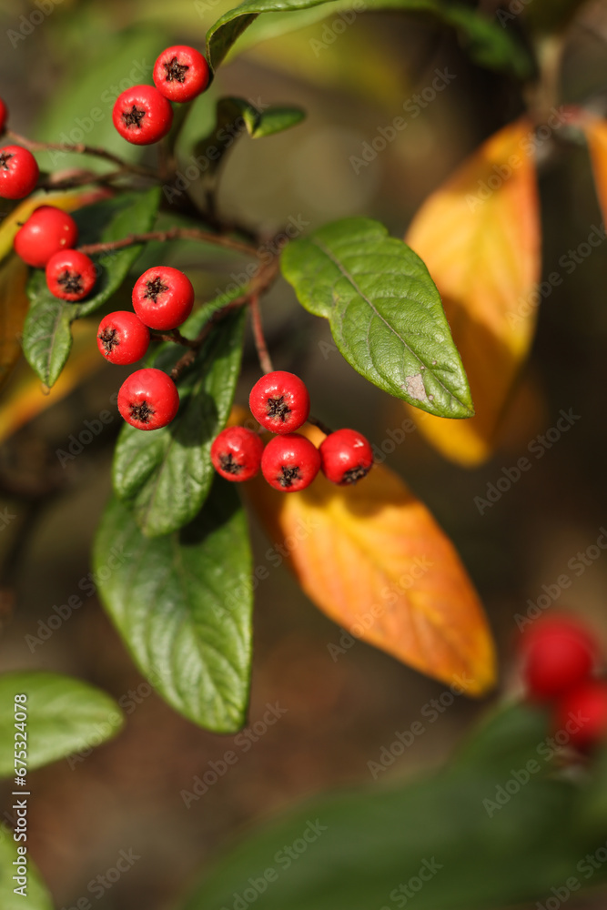 Fototapeta premium selective focus Cotoneaster frigidus, the tree cotoneaster, autumn berries in the garden