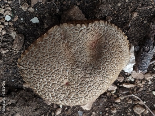 Trametes Quercina Mushroom - Natural Detail photo