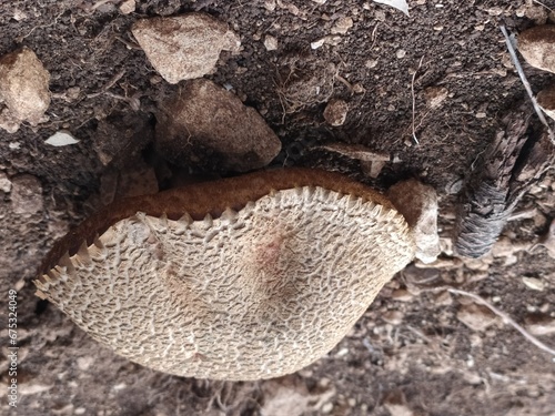Trametes Quercina Mushroom - Natural Detail