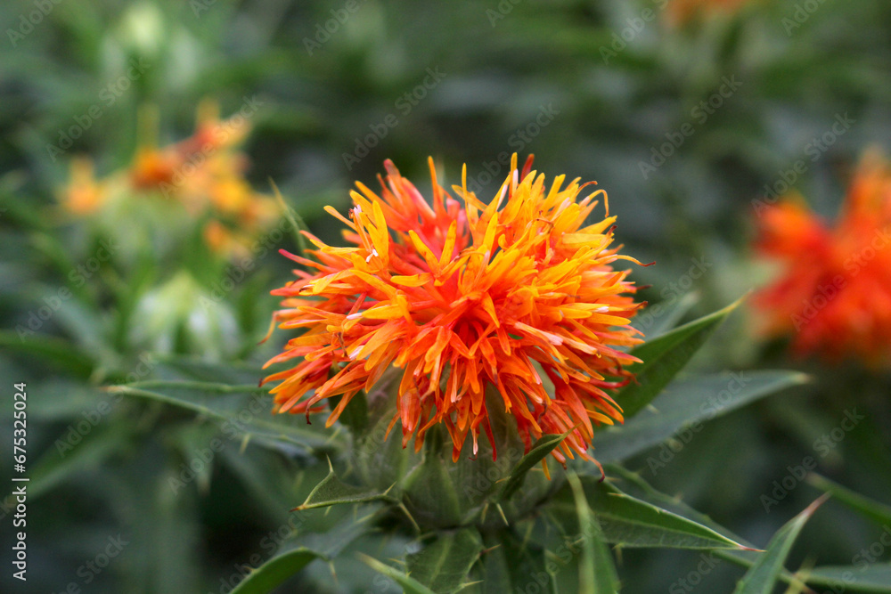 紅花 紅花
