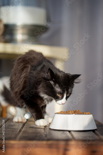 Katze am Futternapf mit Futter in der Wohnung, 