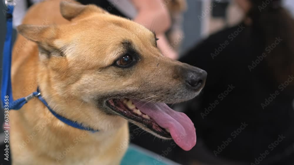 Dog grooming in salon. Professional dog groomer. Beautiful young woman making hairstyle for dog Dog grooming in salon. Professional dog groomer. Beautiful young woman making hairstyle for dog